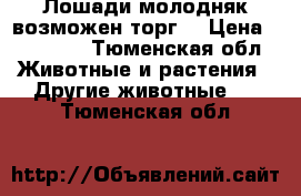 Лошади молодняк(возможен торг) › Цена ­ 50 000 - Тюменская обл. Животные и растения » Другие животные   . Тюменская обл.